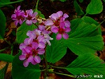 20070309 23.jpg